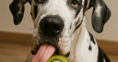 Cachorro Pode Comer Kiwi