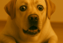 Cachorro com Soluço