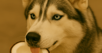 Cachorros Podem Comer Coco