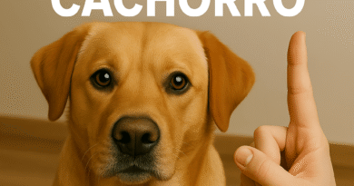 Educar Cachorro