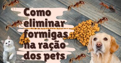 Formigas na Ração