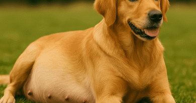 Gestação de Cachorro
