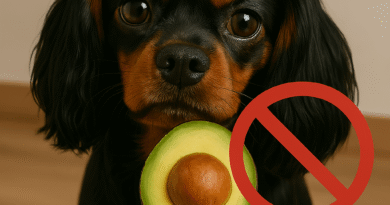 cachorro pode comer abacate