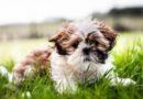 cachorro Shih Tzu