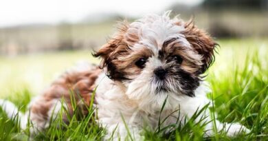 cachorro Shih Tzu