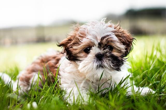 cachorro Shih Tzu