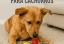 estimulação mental para cachorros