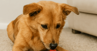 estimulação mental para cachorros