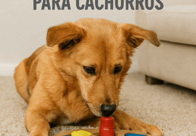 estimulação mental para cachorros